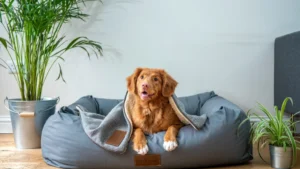 Friendly dog laying in bed of apartment - Pet Deposit BC