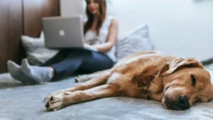 Woman on laptop research pet deposit BC